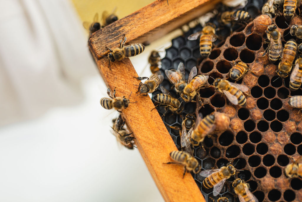 Bees gathering nectar that sustains nature’s nutrition