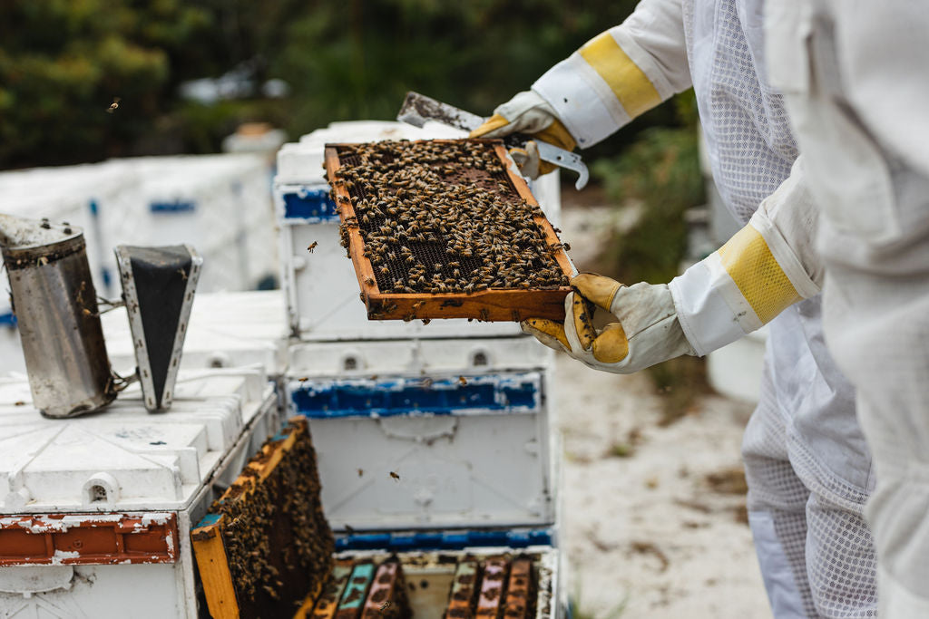 Promise of Gather By’s Manuka Honey