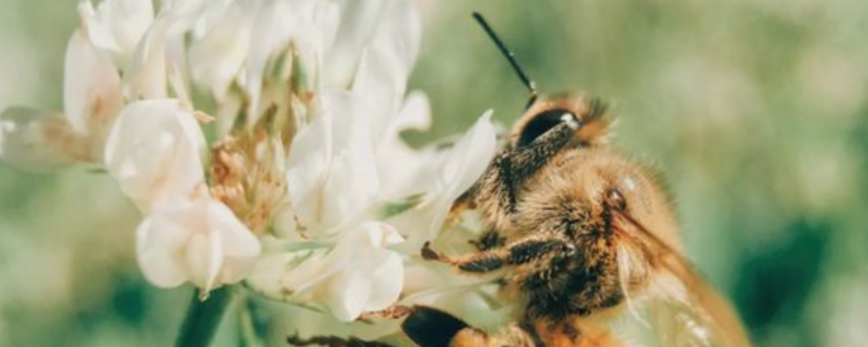 Food is Medicine - How Manuka honey heals