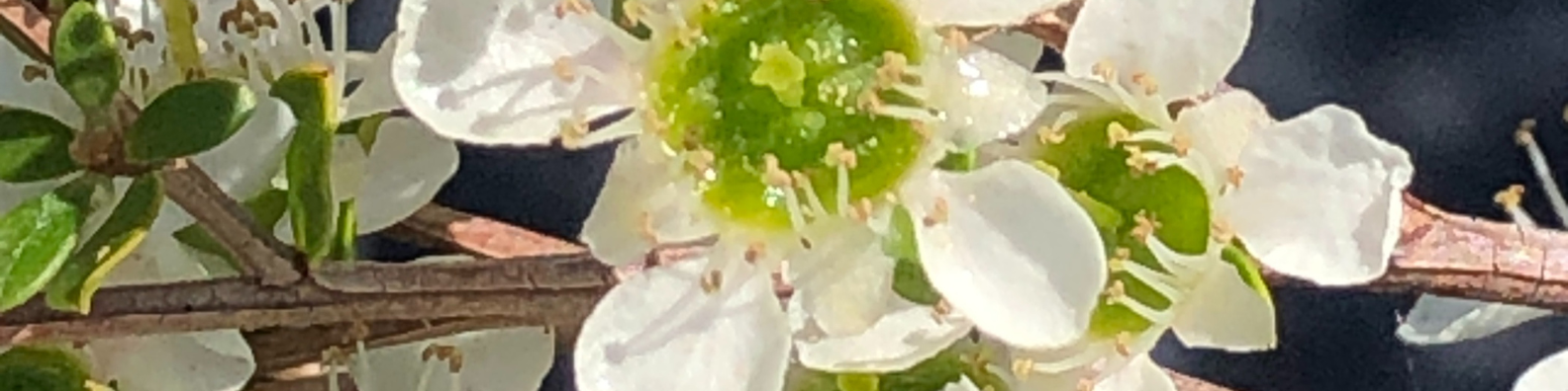 Australian Manuka Honey Proven to Contain High Levels of Bioactive Leptosperin