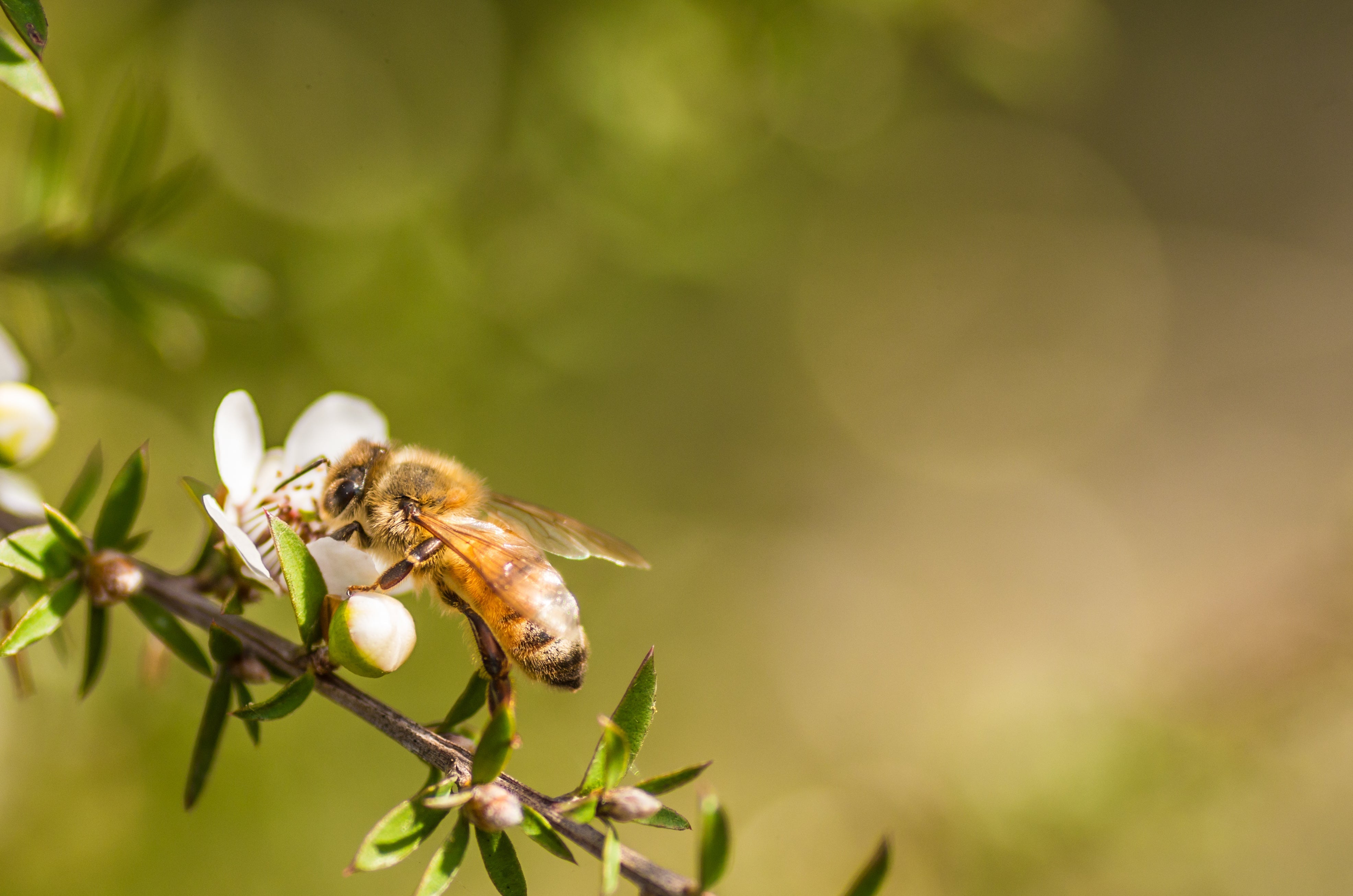The Science of Wellness: How MGO Turns Manuka Honey into Natural Medicine
