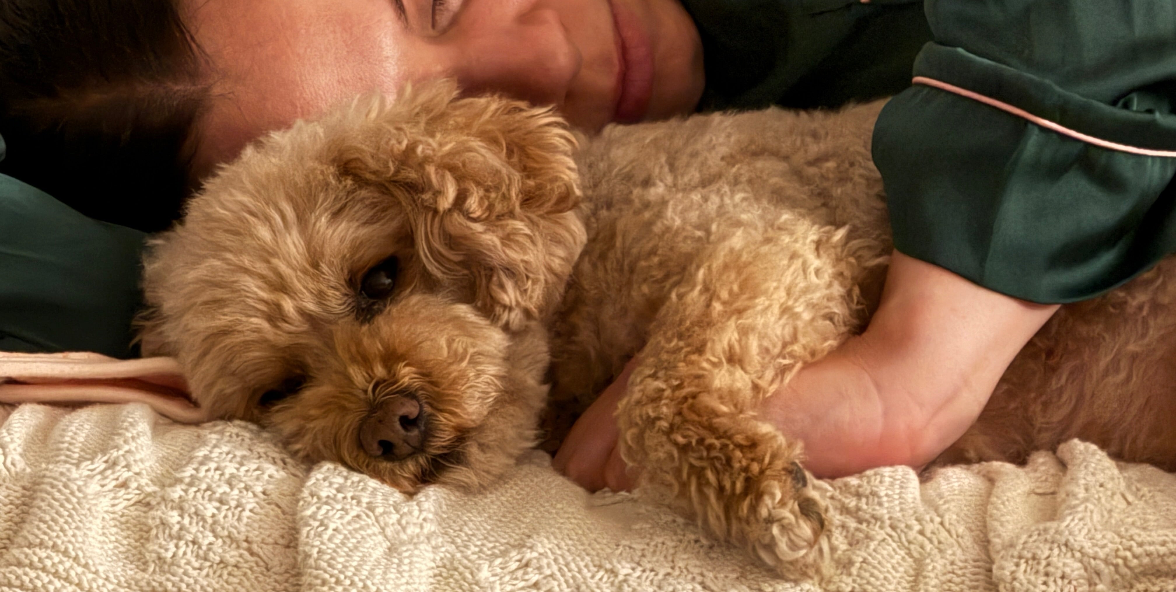 Remarkable Role of Manuka Honey in Supporting Dogs Naturally