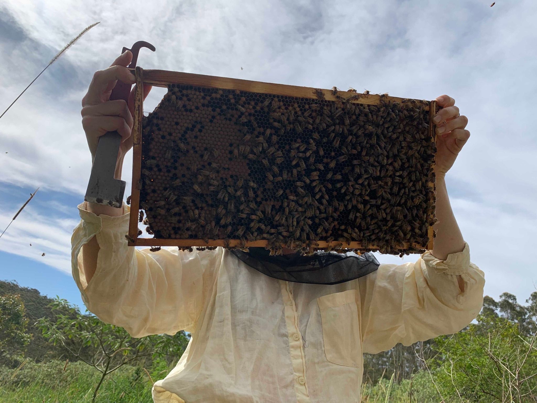 Beekeeper inspecting bees on a hive frame at Gather By’s Manuka honey farm