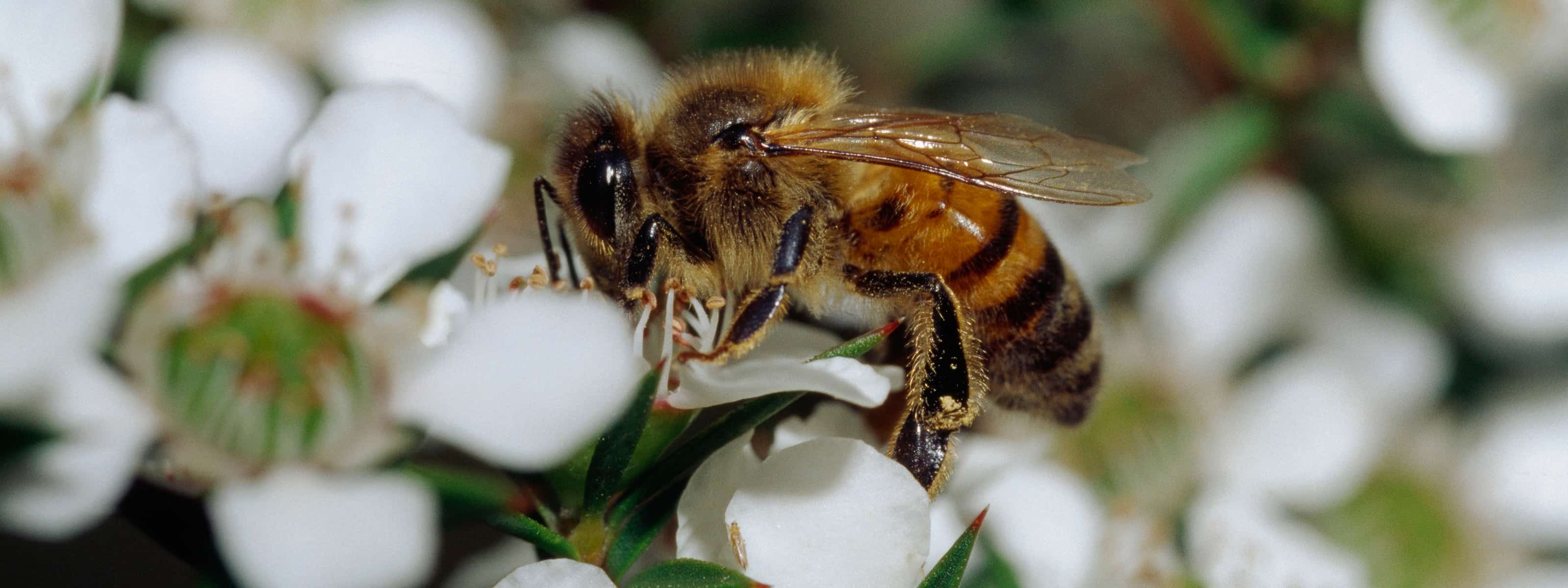 Is Manuka Honey Nature's Antibiotic? Exploring the Science and Benefits