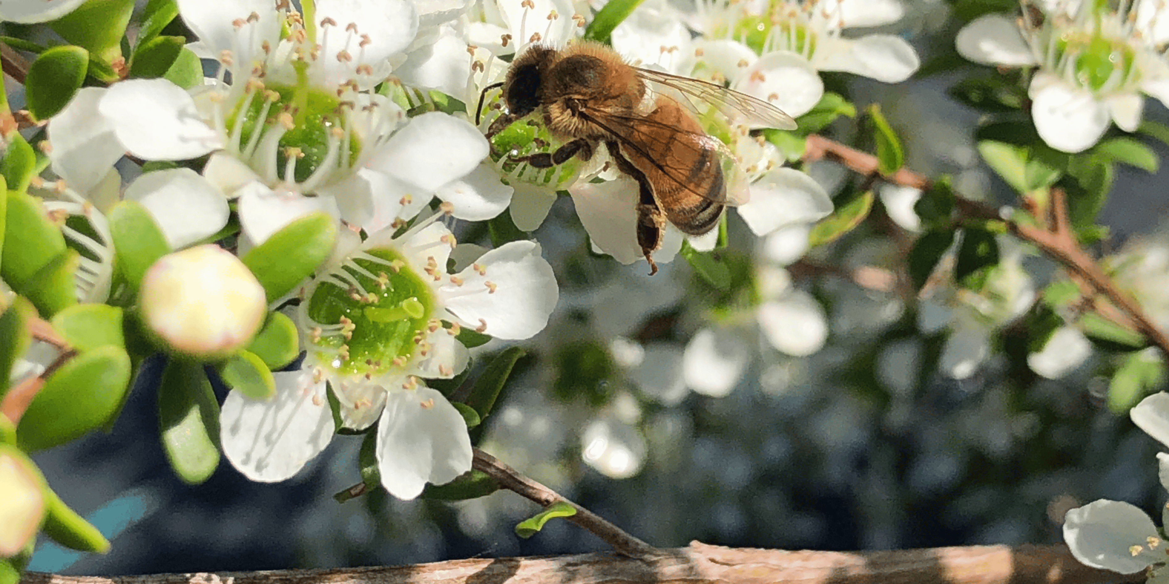 Do Manuka Trees Grow In Australia?
