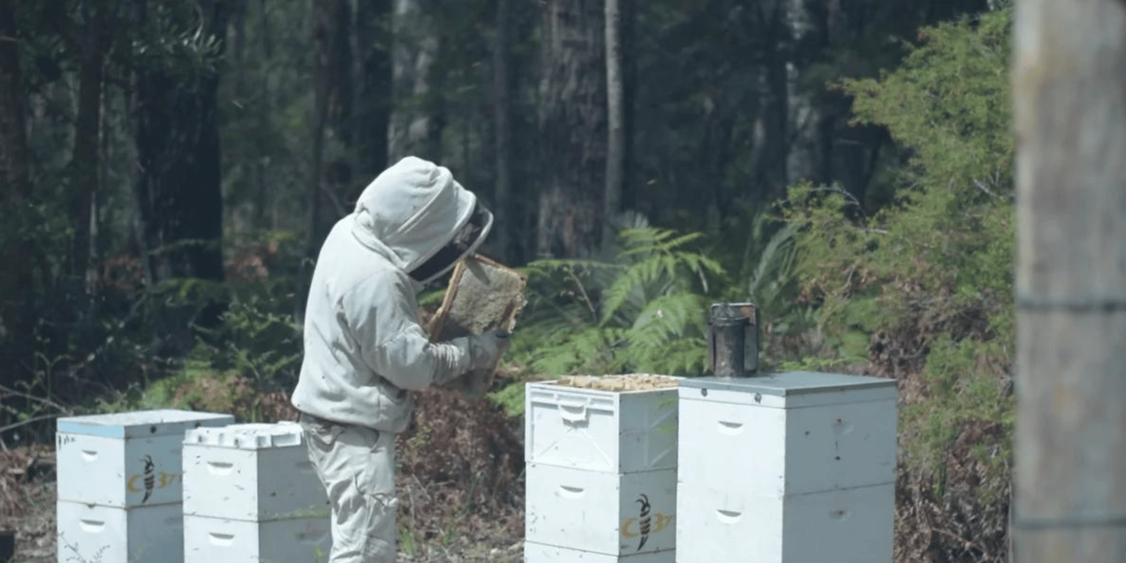 best manuka honey