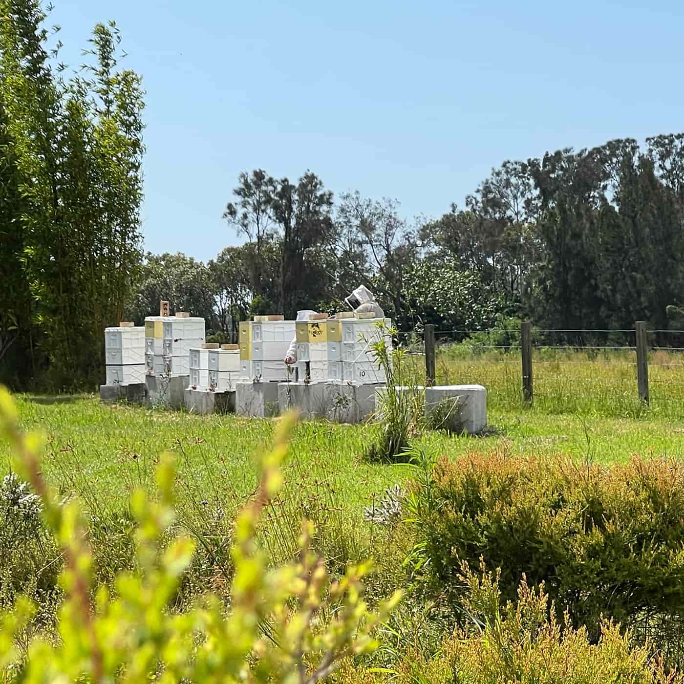 Manuka honey beehives in a green field surrounded by trees