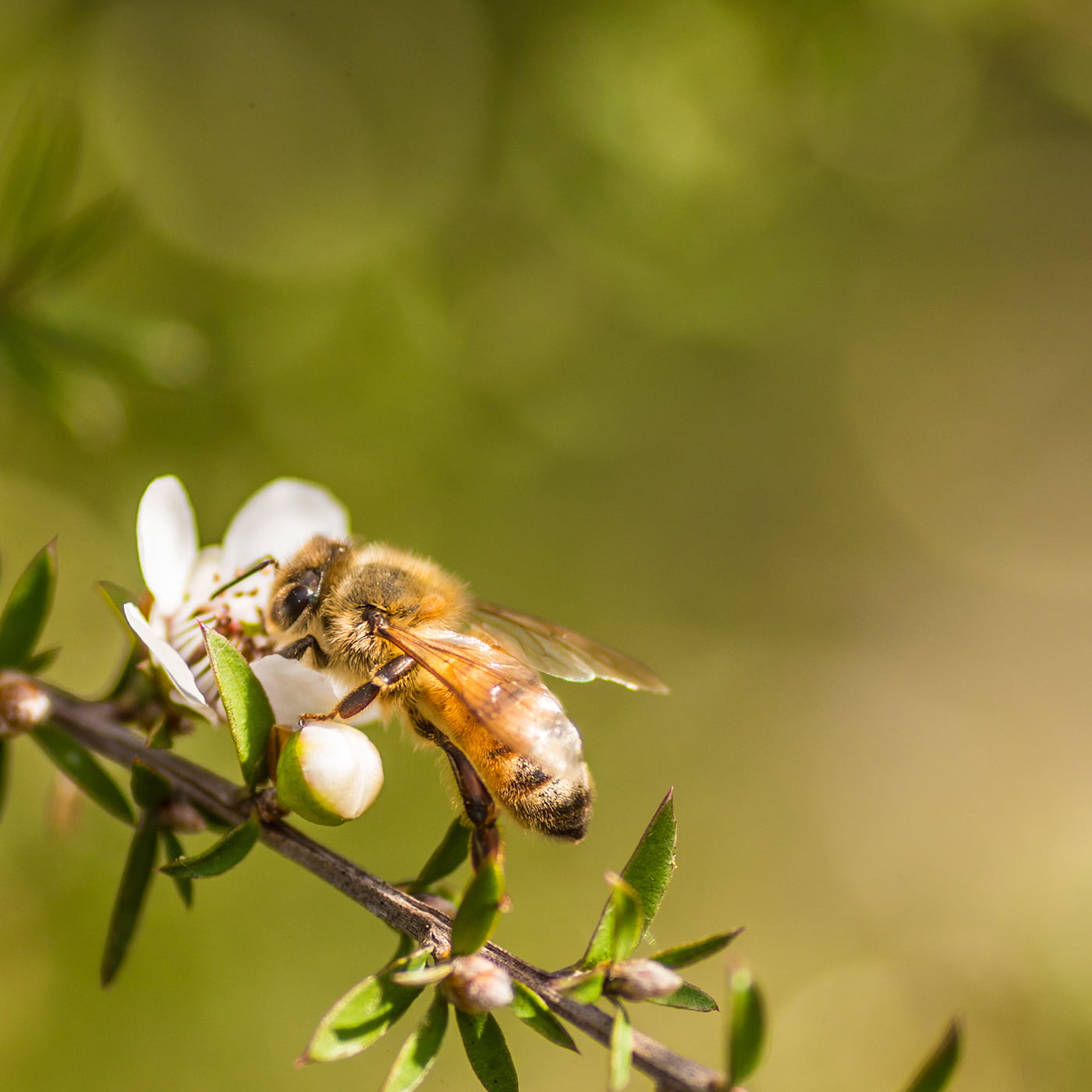 Bee collecting nectar from Manuka flower for Manuka honey production.
