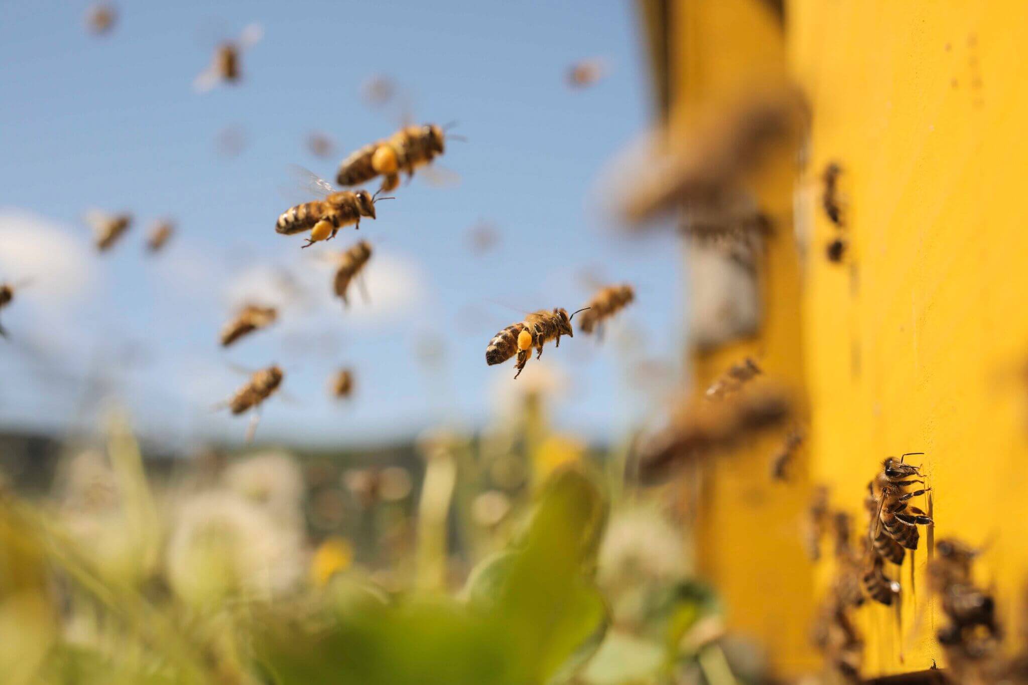 Spring Into Wellness: How Australian Manuka Honey Boosts Immunity and Energy Naturally&nbsp;