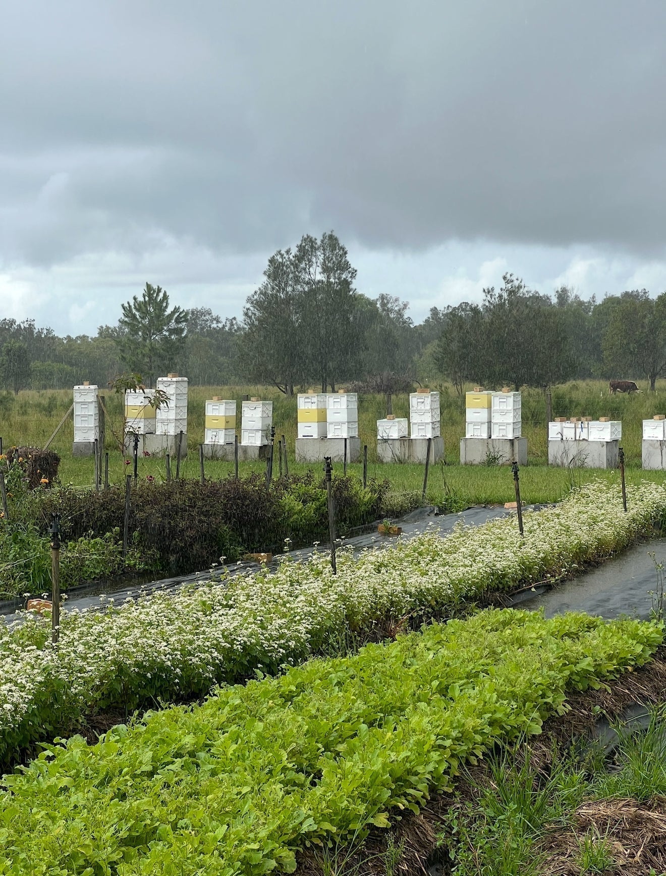 The Science of Hope: UCLA Study Explores Manuka Honey’s Potential in Breast Cancer Research