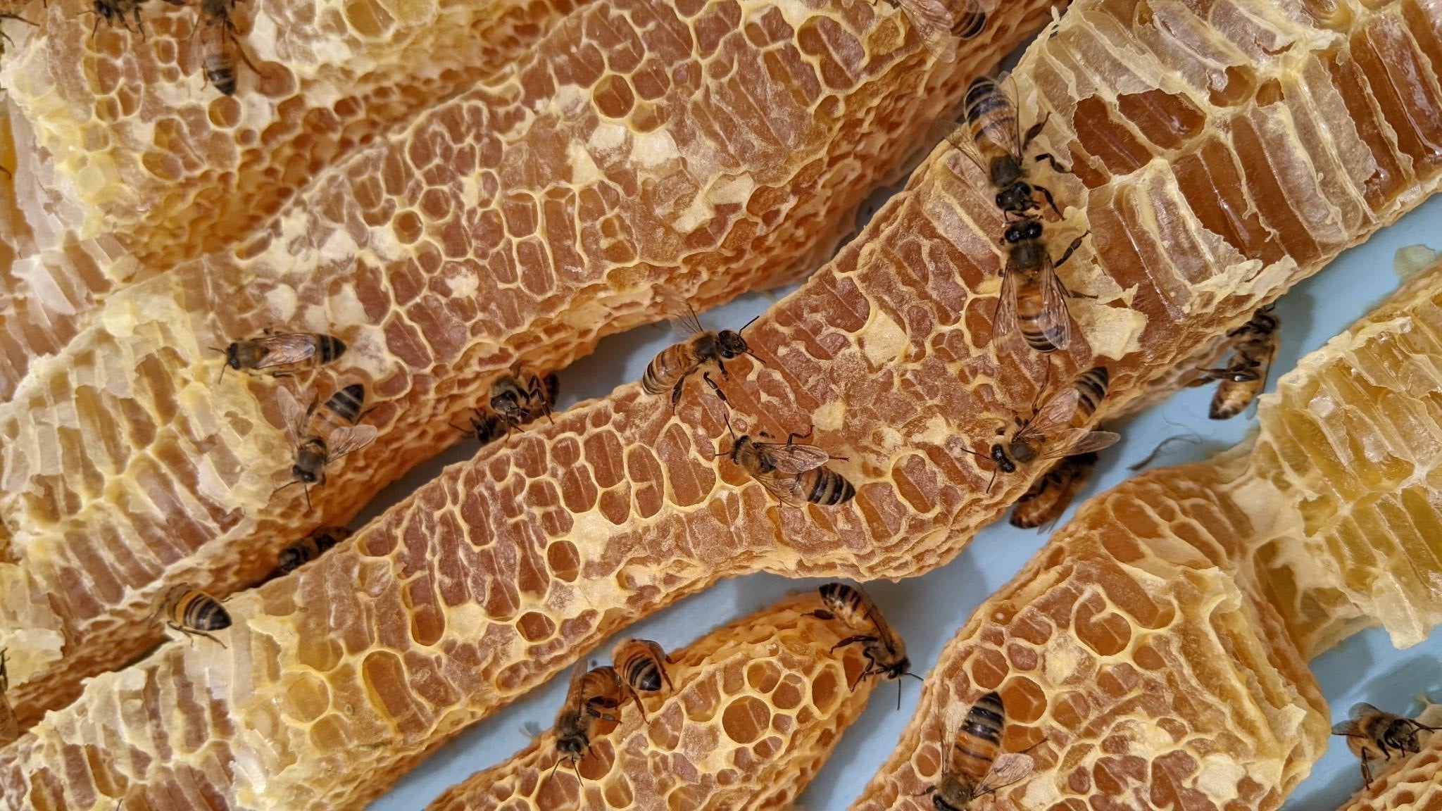 Power of Gather By's Manuka Honey