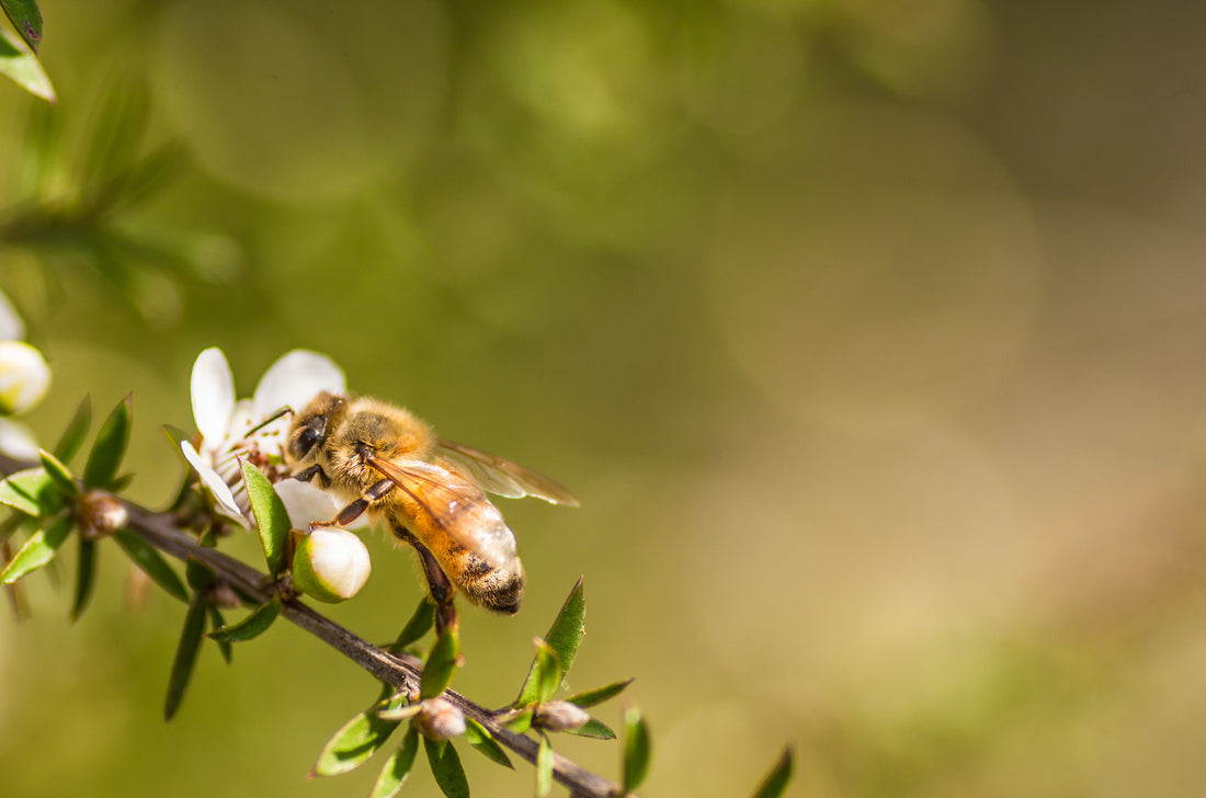 Gather By's Innovative Solution To The Australian Varroa Mite Challenge