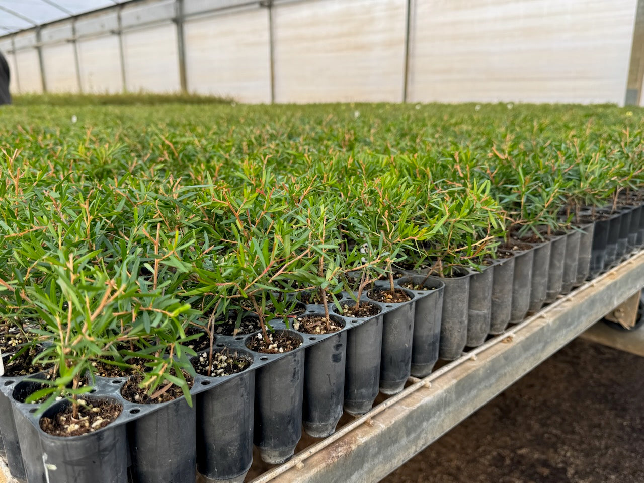Manuka Tree Seedlings (Leptospermum spp.)