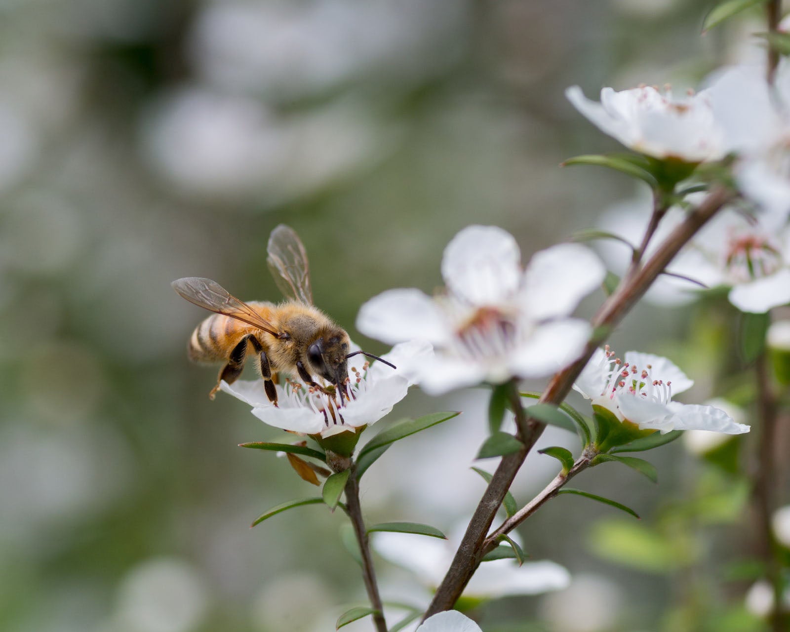 Bee collecting nectar from a white flower, symbolizing Australian Manuka honey production
