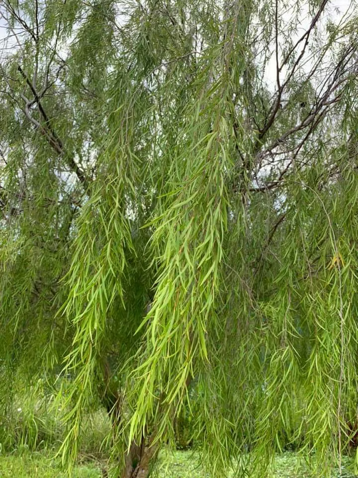 Manuka Tree – Leptospermum Brachyandrum | 1000 Tube Stock